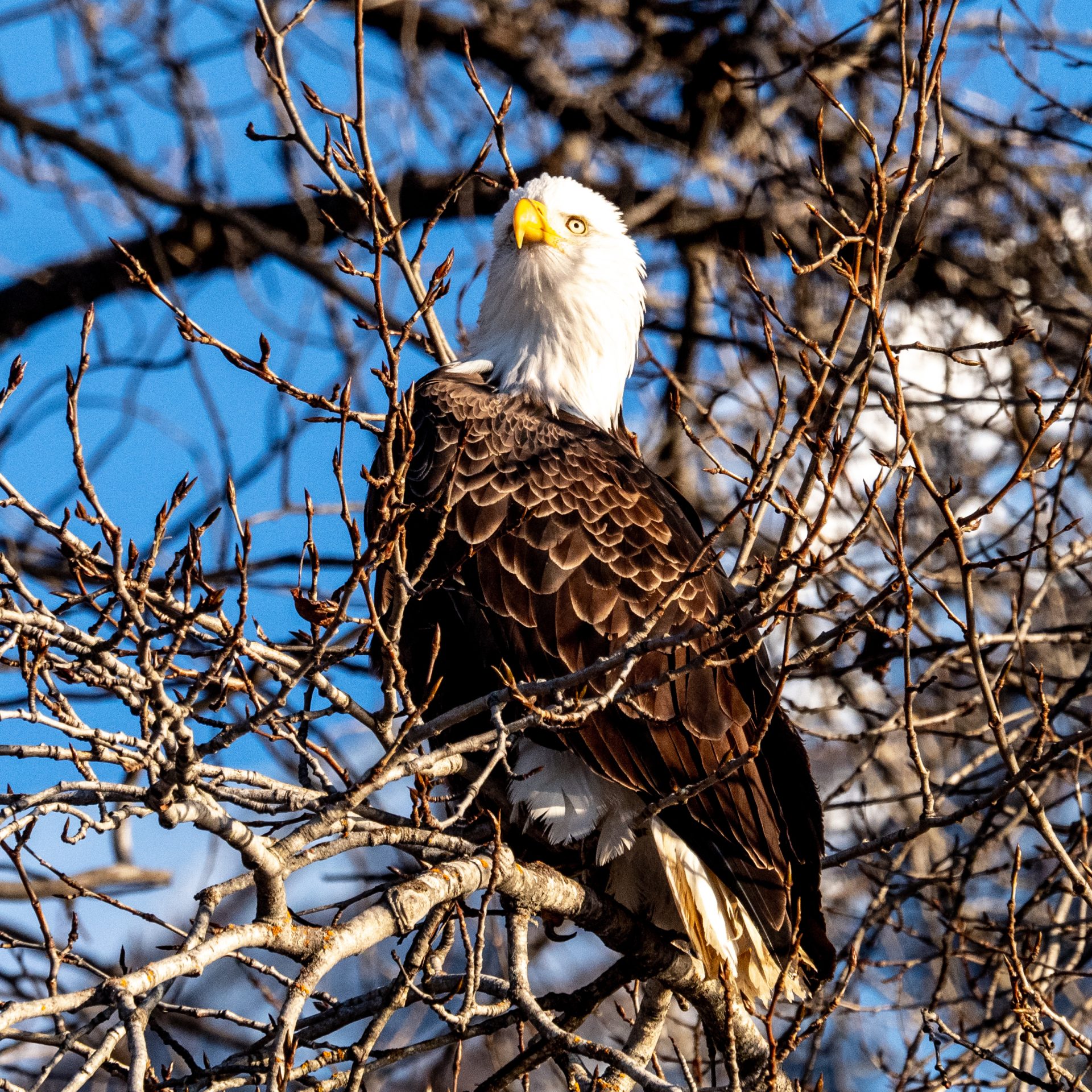 Eagle 1