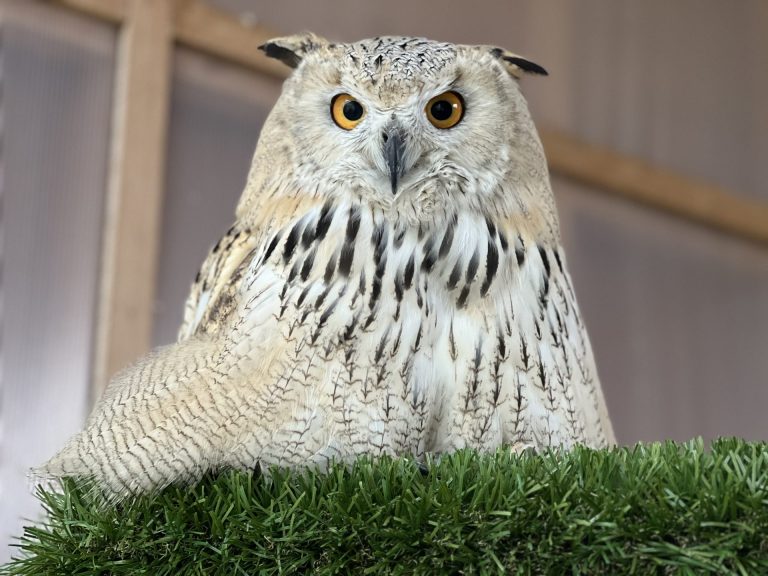 Photos with Ambassador Birds