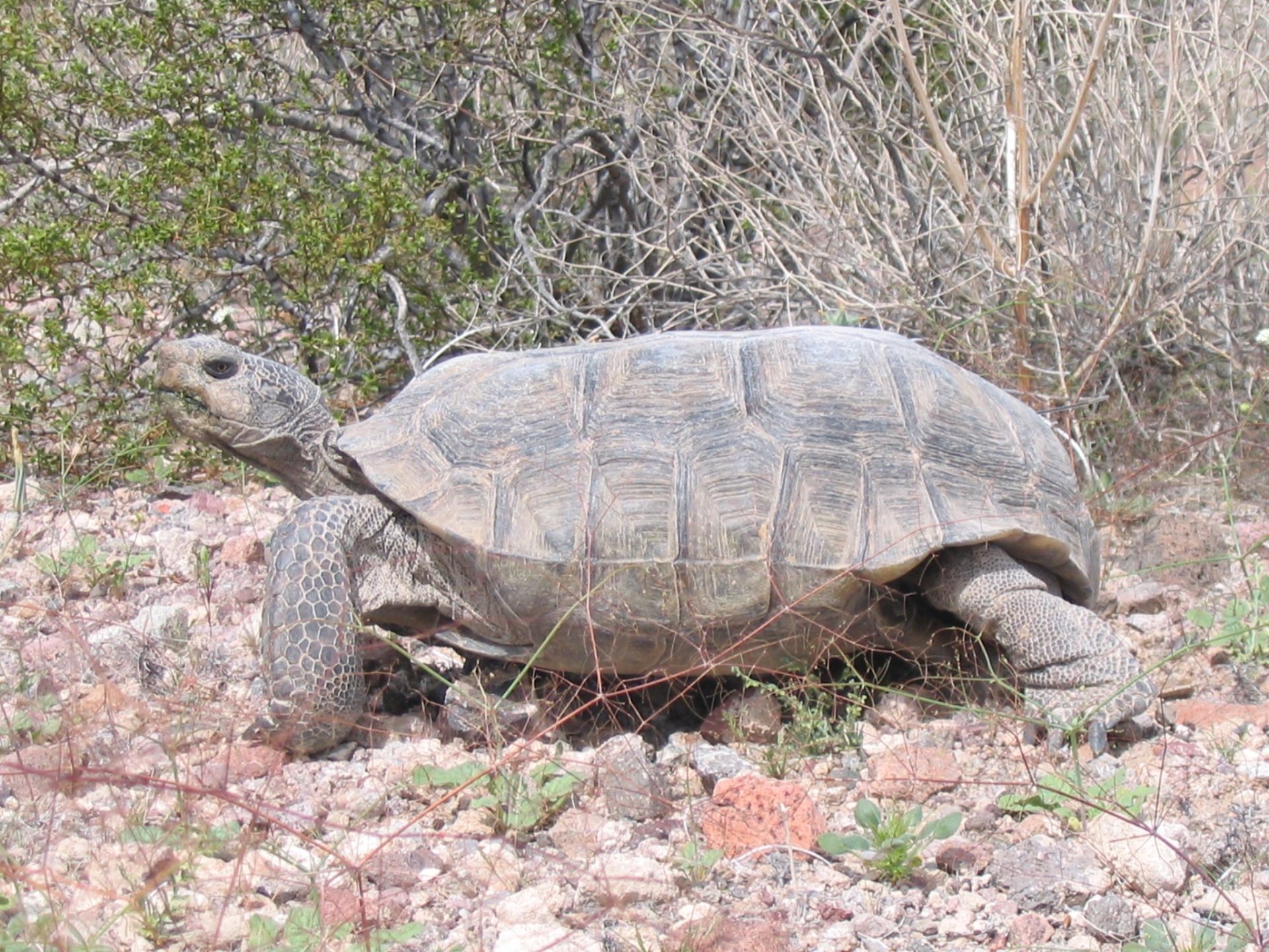 Desert Tortoise public domain